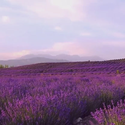 Sacos de Lavanda - Aromoterapia